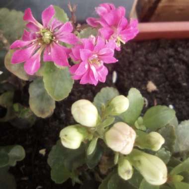 Kalanchoe 'Pink Queen'