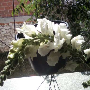 Snapdragon 'Sonnet White'