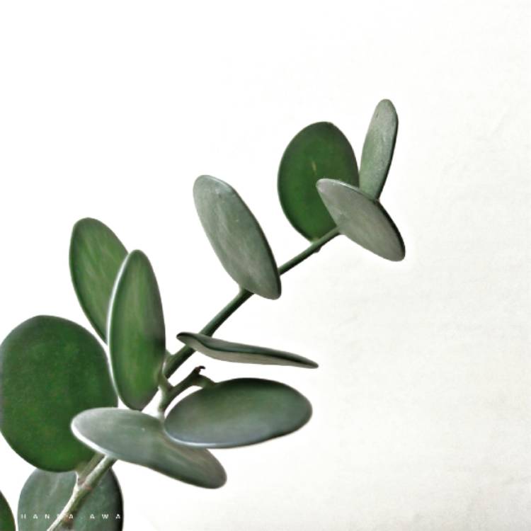 plant image 1521560 plant image 1521560