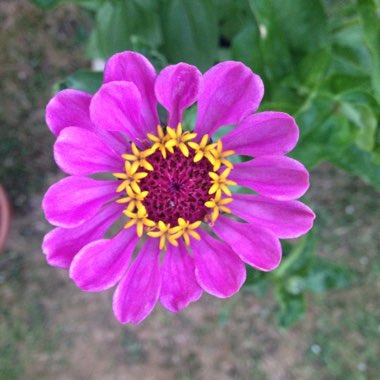 Zinnia 'Purple Prince'