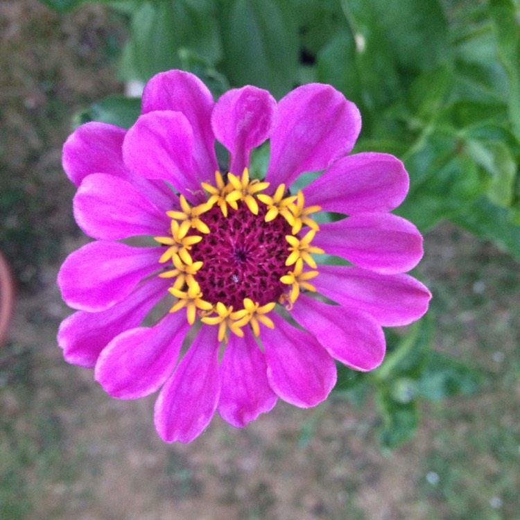 plant image 816796