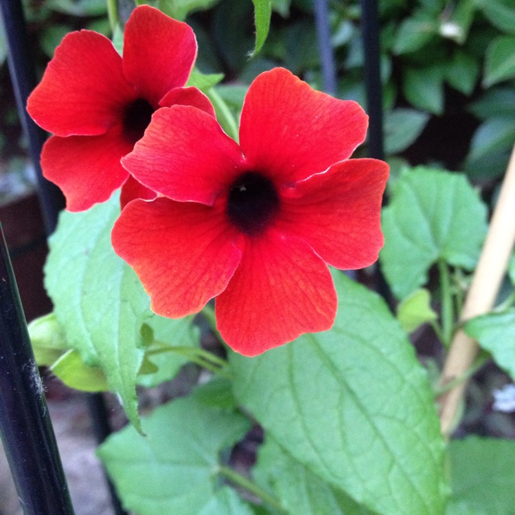 plant image 816806