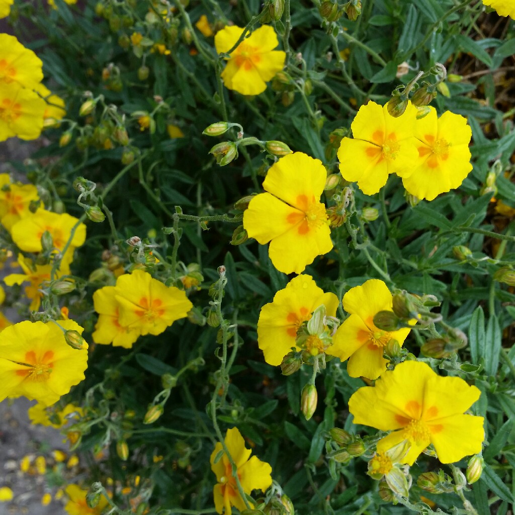 plant image 48534