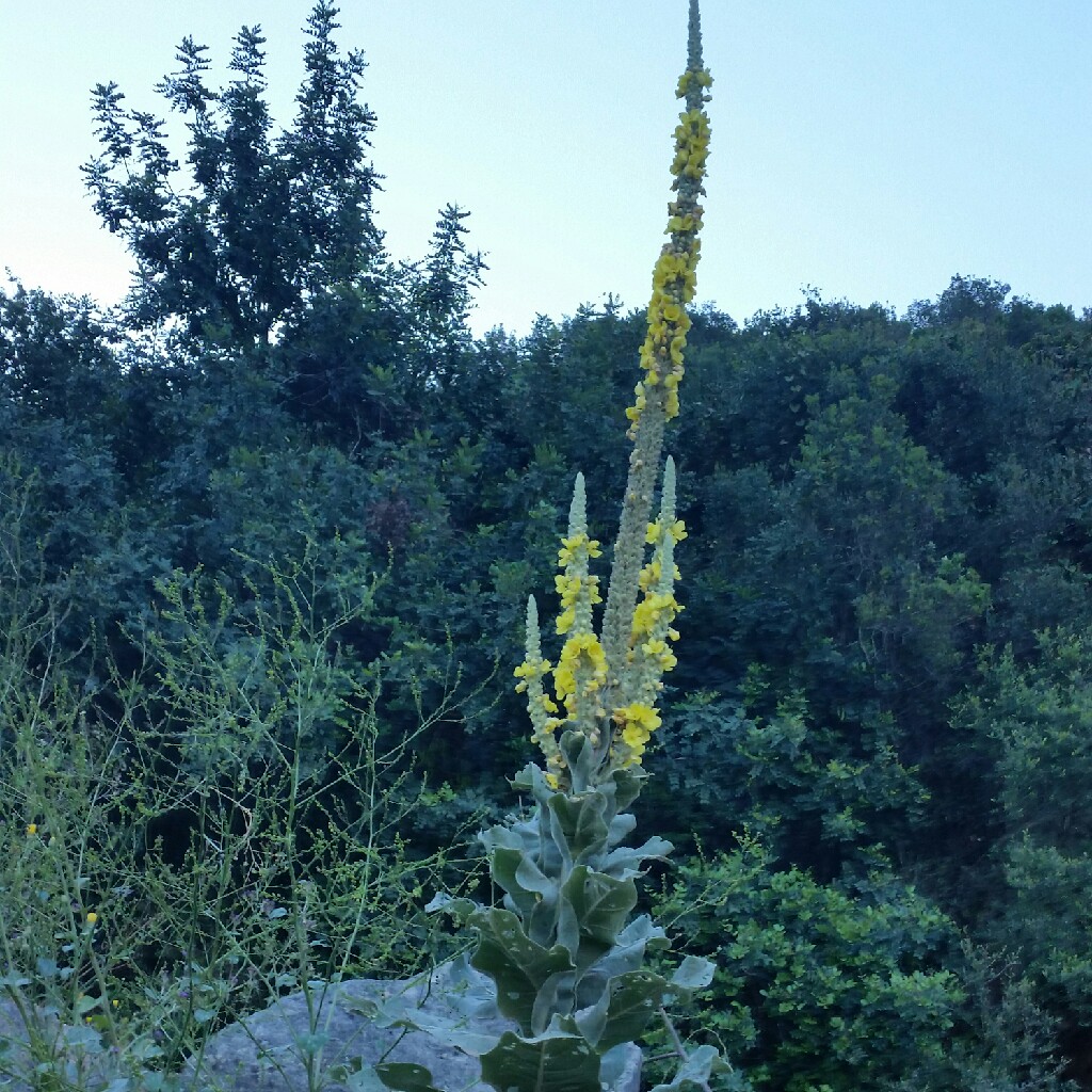 Hannah's garden