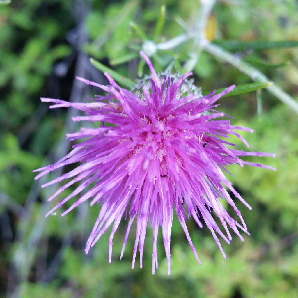 Hannah's garden