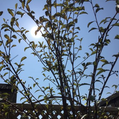 haperry's plant