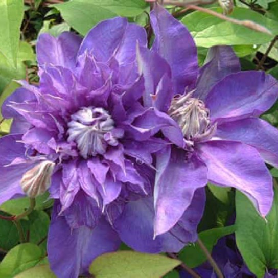 plant image 1308705