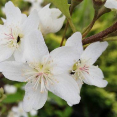 haperry's plant