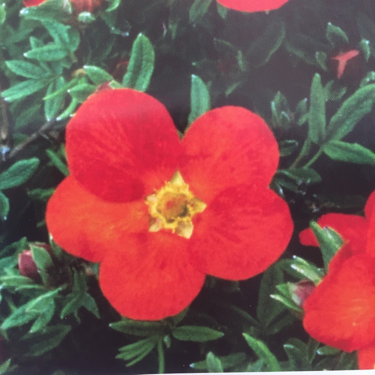 Plant image Potentilla fruticosa 'Red Ace'
