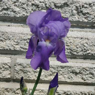 Bearded Iris 'Bel Azur' (Intermediate)