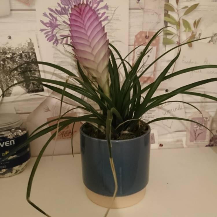 plant image 384832