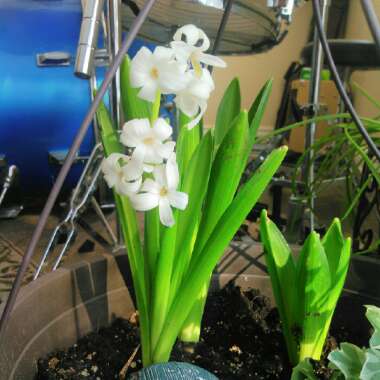 Hyacinthus orientalis