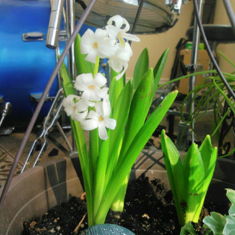 plant image 309590