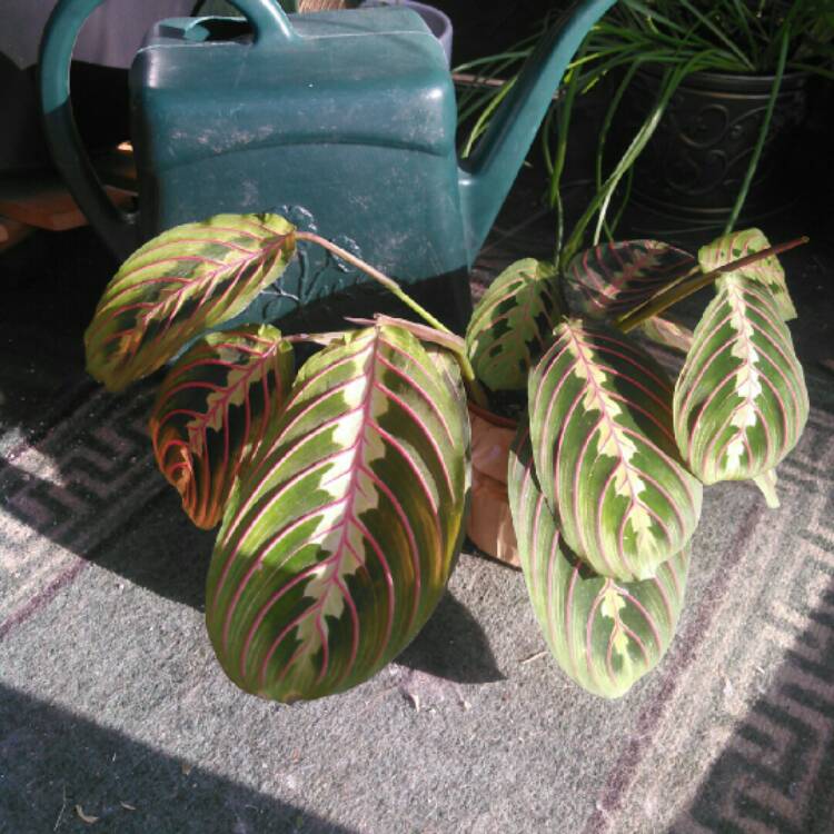 Plant image Maranta leuconeura 'Kerchoveana'