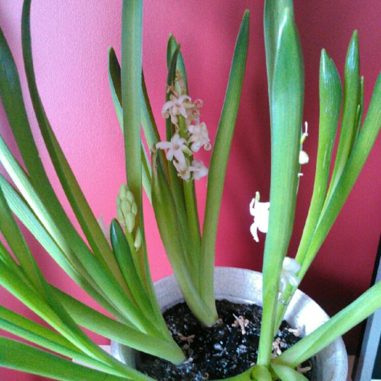 plant image 315885