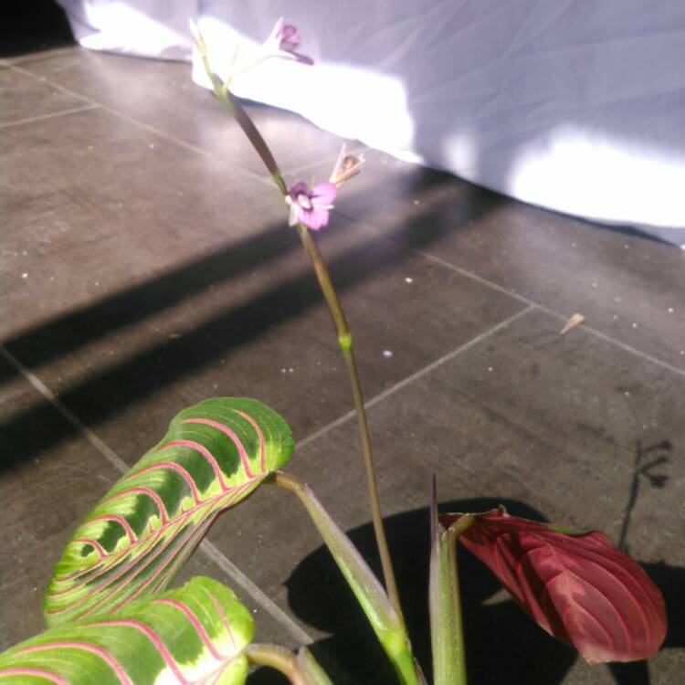 plant image 336484