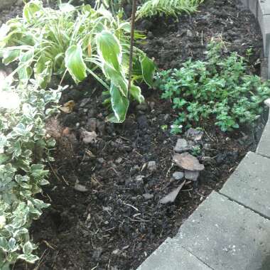 Edward's garden
