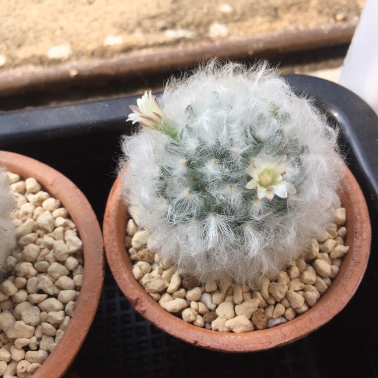 Plant image Mammillaria bocasana 'Multilanata'