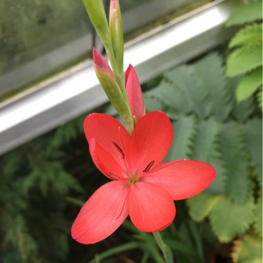 Hesperantha coccinea  syn. Schizostylis coccinea