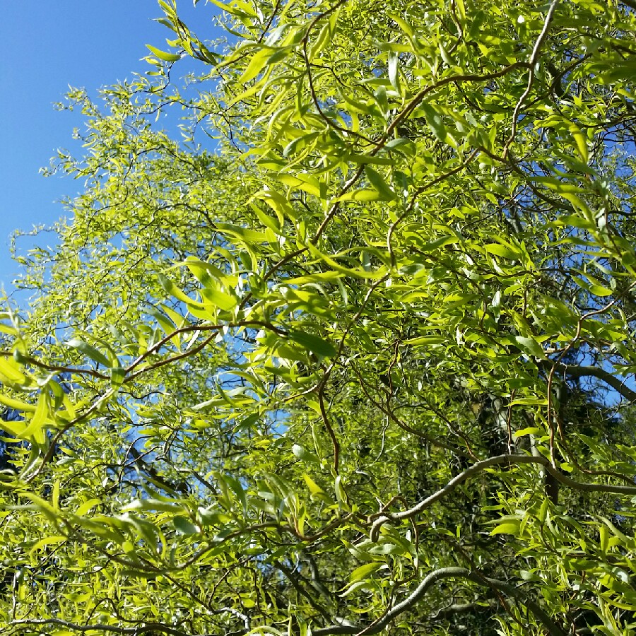 Plant image Salix matsudana