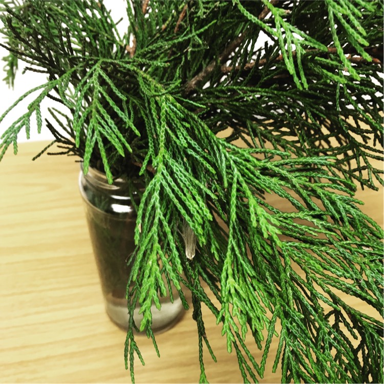 Plant image Chamaecyparis lawsoniana 'Lutea'