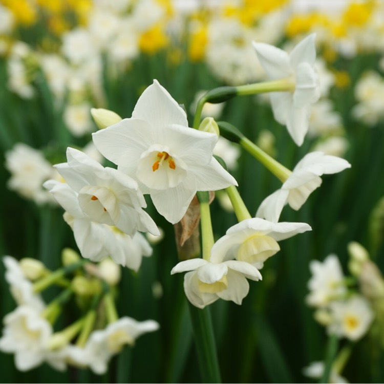 Plant image Narcissus 'High Society'