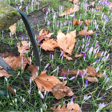 Crocus (Species) Woodland Crocus