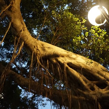 Curtain Fig 'Ginseng'