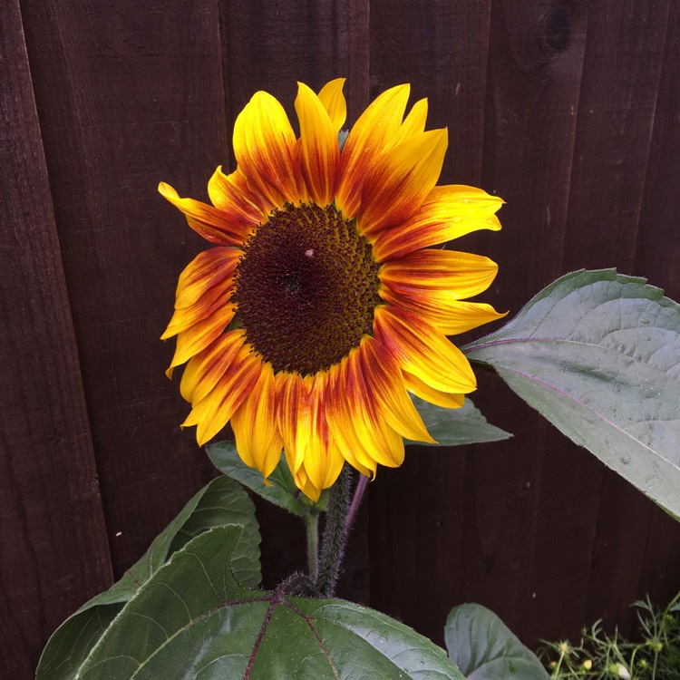 plant image 440682