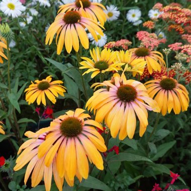 James's garden