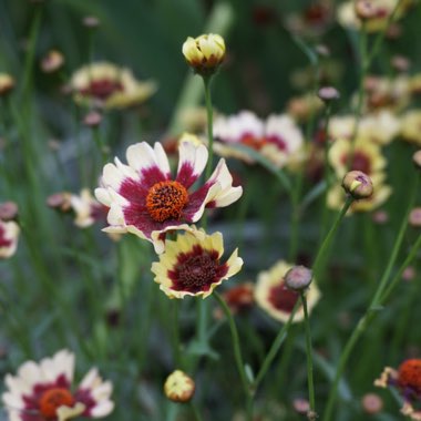 James's garden