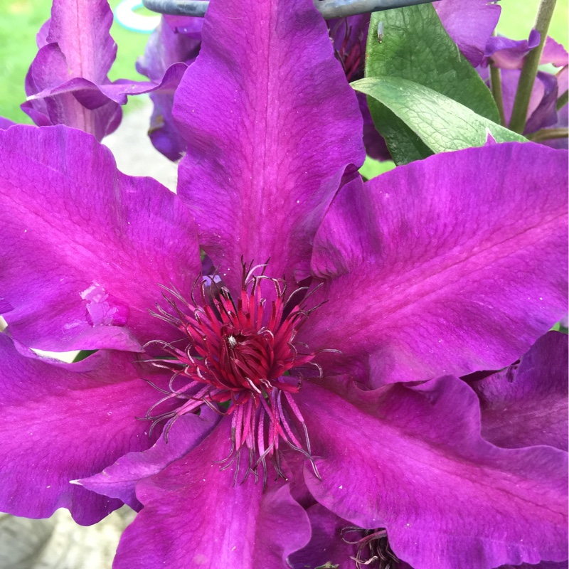 Plant image Clematis 'Fleuri'™ evipo042