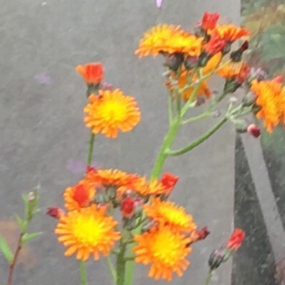 Plant image Hieracium