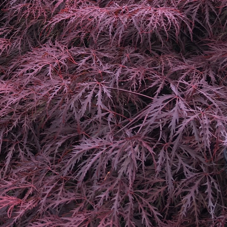 Plant image Acer Palmatum 'Inaba-Shidare'