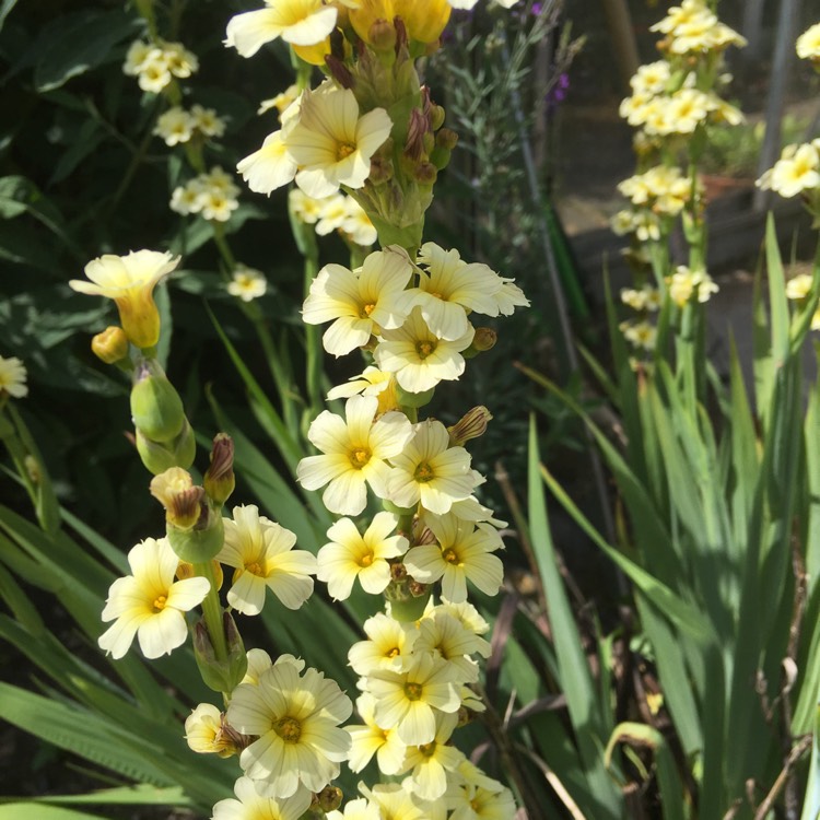 plant image 739343 plant image 739343