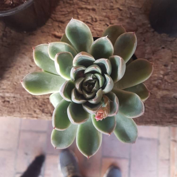Plant image Echeveria Howalya