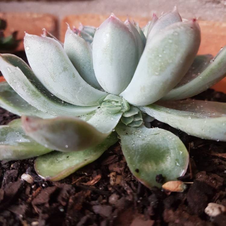 plant image 795992