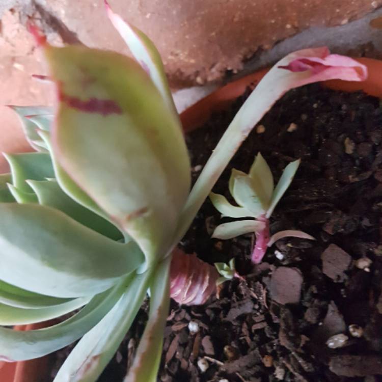 Plant image Echeveria Alpine Rose
