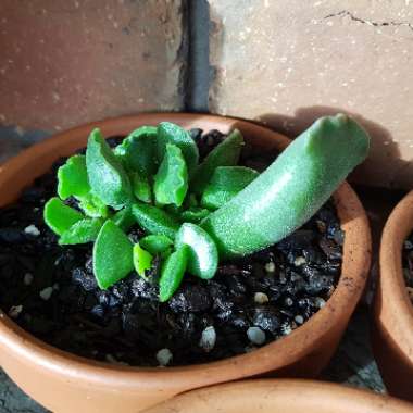 Adromischus 'Key Lime Pie Plant'