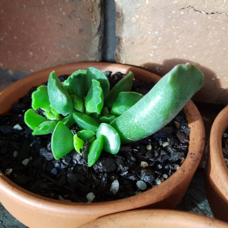 plant image 801270