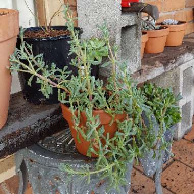 Steph's garden