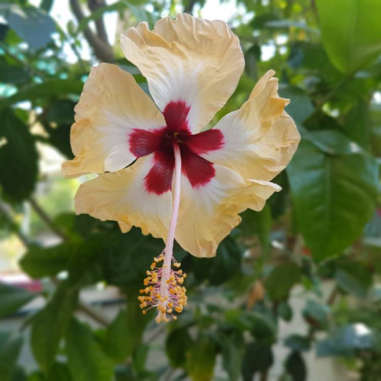plant image 1009939