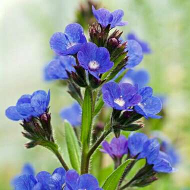 Anchusa azurea 'Loddon Royalist'
