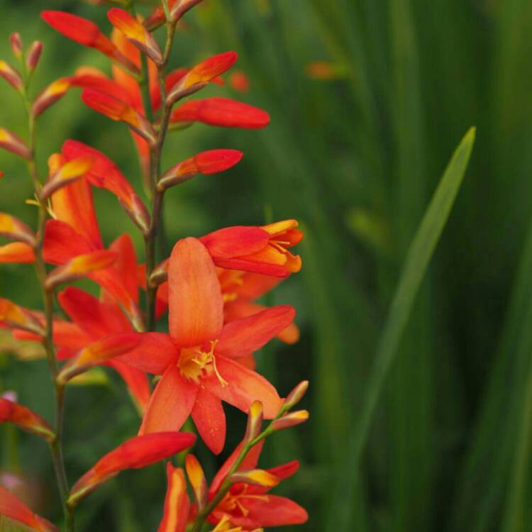 plant image 188482