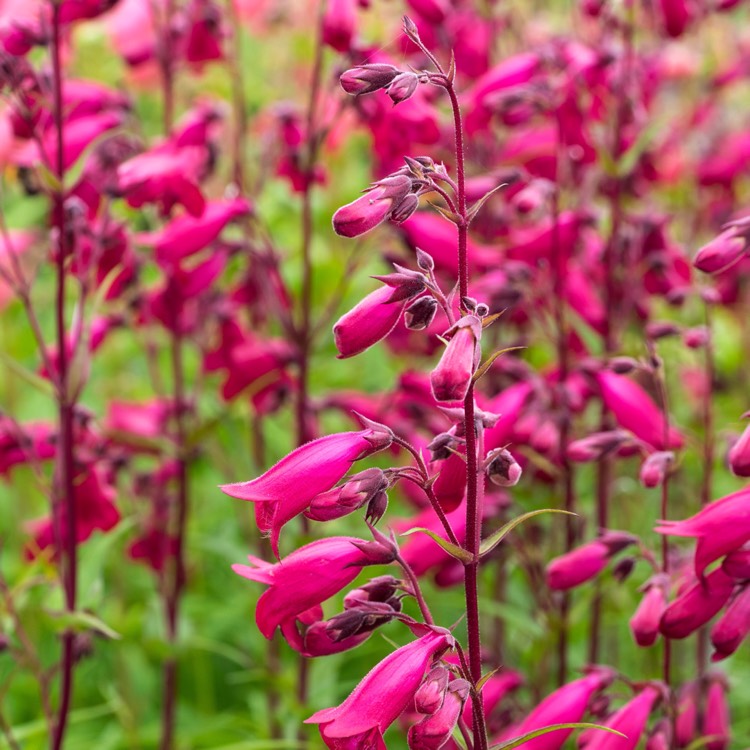 Plant image Penstemon 'Andenken an Friedrich Hahn' syn. Penstemon 'Garnet'