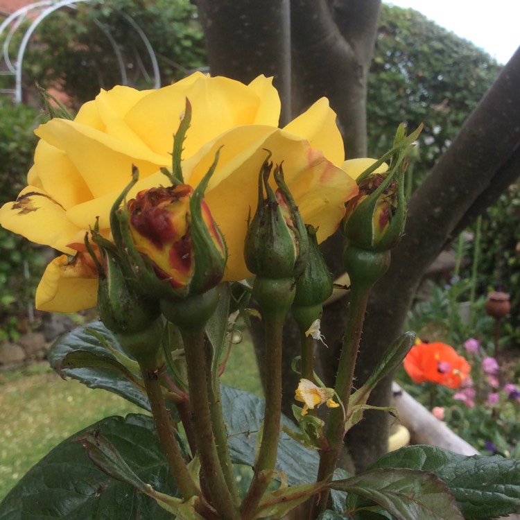 plant image 1059123