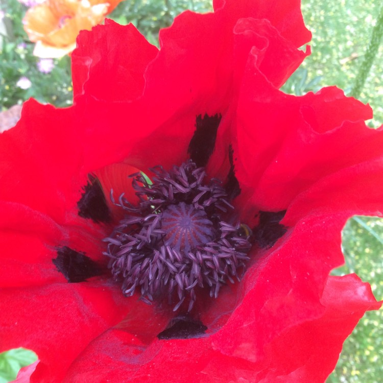 plant image 1061477 plant image 1061477