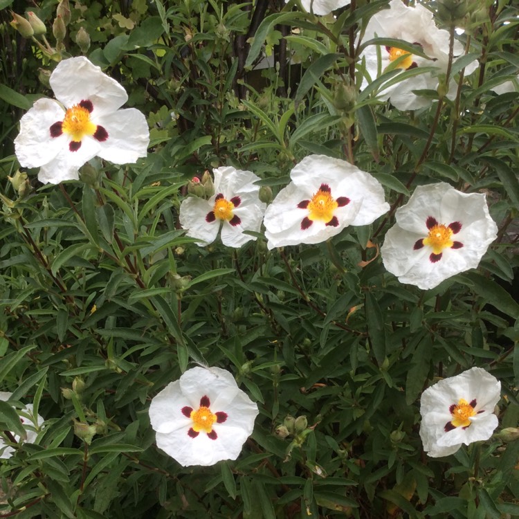 plant image 1061491 plant image 1061491