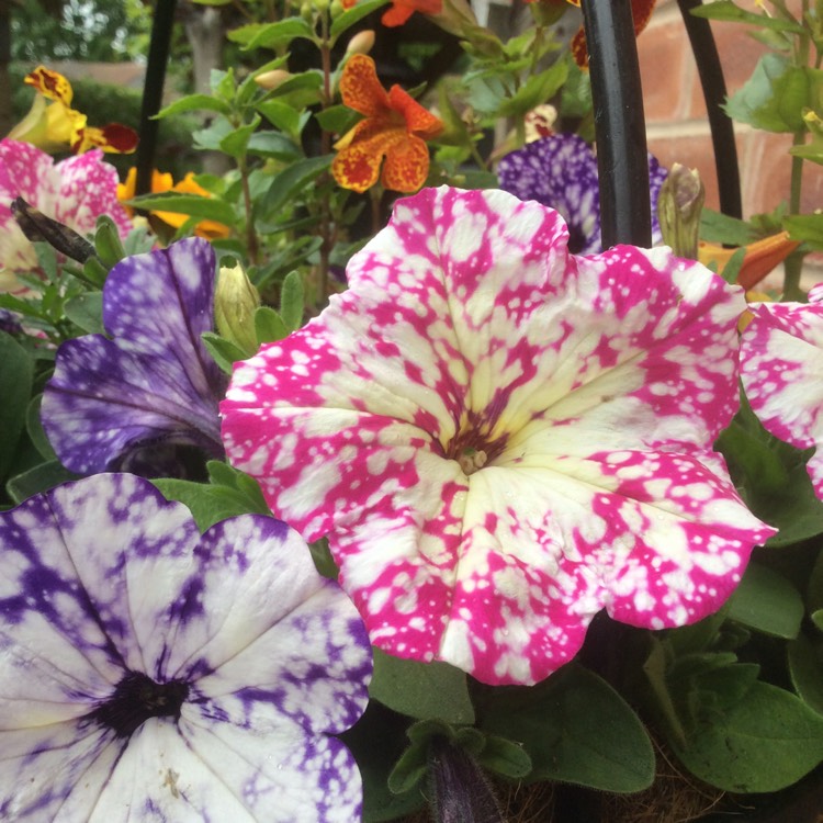 Plant image Petunia 'Kleph17342' syn. Petunia 'Pink Sky', Petunia 'BabyDoll', Petunia 'Headliner Pink Sky'