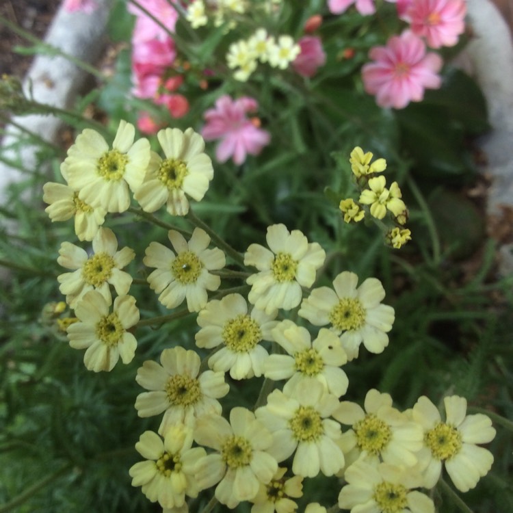 Plant image Achillea 'King Alfred'